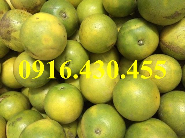 Cây giống cam xoàn